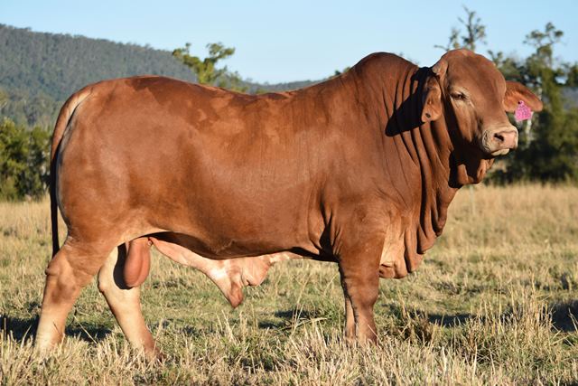 Bryvonlea Walla